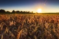 Sunset over a ripening wheat field in Northamptonshire Royalty Free Stock Photo