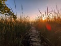 sunset over the river. pathway trough the reed at sunrise. Sunlight through the reed. autumn landscape