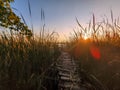 sunset over the river. pathway trough the reed at sunrise. Sunlight through the reed. autumn landscape. Natural tunnel