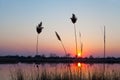 Sunset over the river, reeds in the foreground, red sun reflected in the water Royalty Free Stock Photo