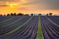 Sunset over rows of lavender near Valensole, Provence, France