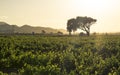 Sunset over Rows of lush vineyards on a hillside, Napa Valley Royalty Free Stock Photo