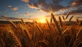 Sunset over a rural farm, golden wheat fields glow generated by AI Royalty Free Stock Photo