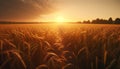 Sunset over a rural farm, golden wheat fields in the meadow generated by AI Royalty Free Stock Photo