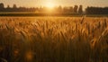 Sunset over a rural farm, meadow bathed in golden sunlight generated by AI Royalty Free Stock Photo