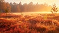 Sunset over rural field with grass and trees Royalty Free Stock Photo