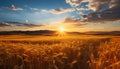 Sunset over rural landscape, golden wheat fields generated by AI Royalty Free Stock Photo