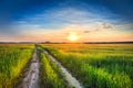 Sunset over rural road in green field Royalty Free Stock Photo