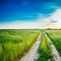 Sunset over rural road in green field Royalty Free Stock Photo