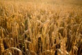 Sunset over a rye field with golden ears and cloudy sky. Wheat golden field Royalty Free Stock Photo