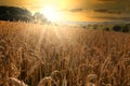 Sunset over a rye field with golden ears and cloudy sky. Wheat golden field Royalty Free Stock Photo