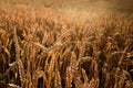 Sunset over a rye field with golden ears and cloudy sky. Wheat golden field Royalty Free Stock Photo