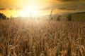Sunset over a rye field with golden ears and cloudy sky. Wheat golden field Royalty Free Stock Photo