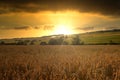 Sunset over a rye field with golden ears and cloudy sky. Wheat golden field Royalty Free Stock Photo