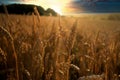 Sunset over a rye field with golden ears and cloudy sky. Wheat golden field Royalty Free Stock Photo