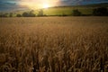 Sunset over a rye field with golden ears and cloudy sky. Wheat golden field Royalty Free Stock Photo