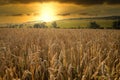 Sunset over a rye field with golden ears and cloudy sky. Wheat golden field Royalty Free Stock Photo