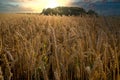 Sunset over a rye field with golden ears and cloudy sky. Wheat golden field Royalty Free Stock Photo