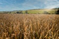 Sunset over a rye field with golden ears and cloudy sky. Wheat golden field Royalty Free Stock Photo