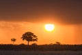 Sunset over the savanna Masai Mara. Kenya, Africa Royalty Free Stock Photo
