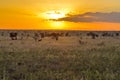 Sunset over the savanna Royalty Free Stock Photo