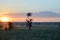 Sunset over the savanna Royalty Free Stock Photo