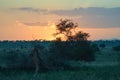 Sunset over the savanna Royalty Free Stock Photo