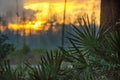 Sunset over Saw Palmetto in the Okefenokee Swamp Royalty Free Stock Photo