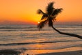 Coconut palm at sunset over tropical beach in Jamaica Caribbean island Royalty Free Stock Photo