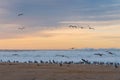 Sunset Over The Sea And Flock Of Birds On The Beach, Seagulls And Pelicans, California