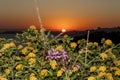 Sunset over the Sea and Mountains and Flowers- Sicily, Italy