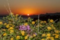 Sunset over the Sea and Mountains and Flowers- Sicily, Italy