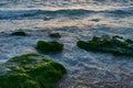 sunset over the sea near the shore rocks green algae Royalty Free Stock Photo