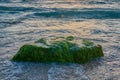 sunset over the sea near the shore rocks green algae Royalty Free Stock Photo