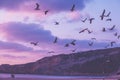 Sunset over the sea. Seagulls flying on the beach Royalty Free Stock Photo