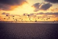 Sunset over the sea. Seagulls flying over the beach Royalty Free Stock Photo