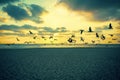 Sunset over the sea. Seagulls flying over the beach Royalty Free Stock Photo