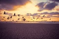 Sunset over the sea. Seagulls flying over the beach Royalty Free Stock Photo