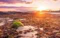 Sunset over seaweed