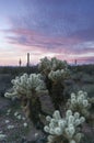 Sunset over Sonoran Desert and Cholla Cactus Royalty Free Stock Photo