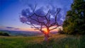 Sunset over the South Downs from Butser Hill, Hampshire Royalty Free Stock Photo