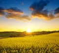 Sunset over spring landscape with rapeseed field Royalty Free Stock Photo