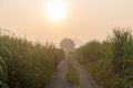 Sunset over sugar cane field. Road in Sugarcane farm and Sunrise. Sugarcane, Royalty Free Stock Photo