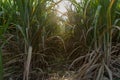 Sunset over sugar cane field. Road in Sugarcane farm and Sunrise. Sugarcane, Royalty Free Stock Photo