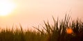 Sunset over sugar cane field Royalty Free Stock Photo