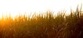 Sunset over sugar cane field Royalty Free Stock Photo