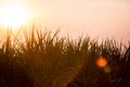 Sunset over sugar cane field Royalty Free Stock Photo