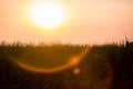 Sunset over sugar cane field Royalty Free Stock Photo