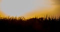 Sunset over sugar cane field Royalty Free Stock Photo