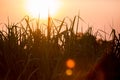 Sunset over sugar cane field Royalty Free Stock Photo